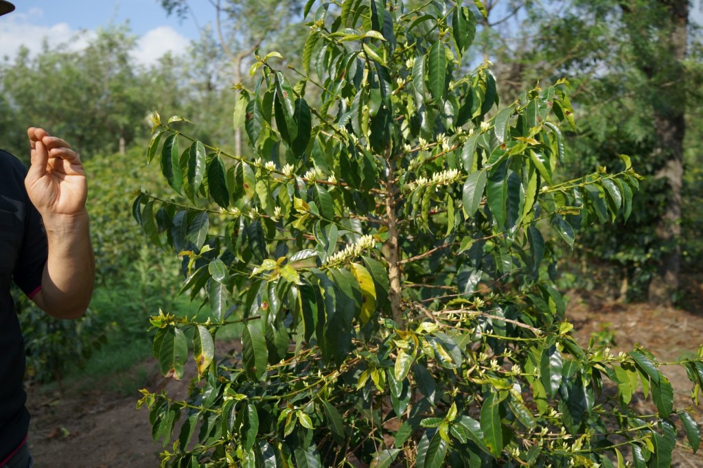 magnoliacoffee_guatemala2014