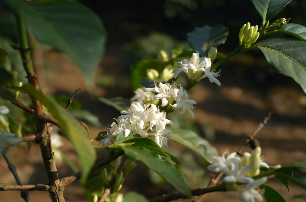 magnoliacoffee_guatemala2014